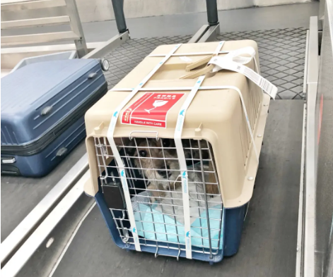 福建宠物托运 宠物托运公司 机场宠物托运 宠物空运